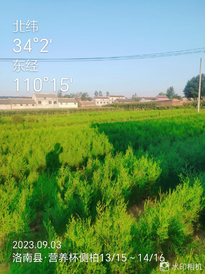 刺槐苗，香花槐白槐，造林用，护坡用，绿化复垦用，竭诚服务