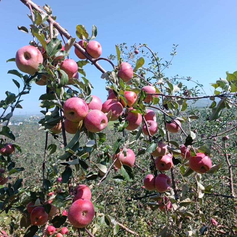 四川大凉山丑苹果