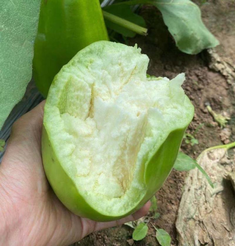 河南青茄子，内黄县青茄大量上市，质量好价格低，一条龙服务