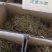 凤尾鱼今年新货干度好油炸原料货源充足质量保证