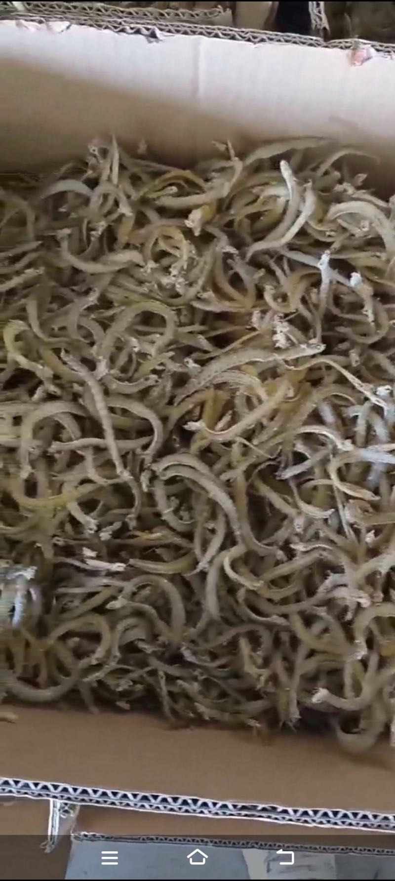 凤尾鱼今年新货干度好油炸原料货源充足质量保证