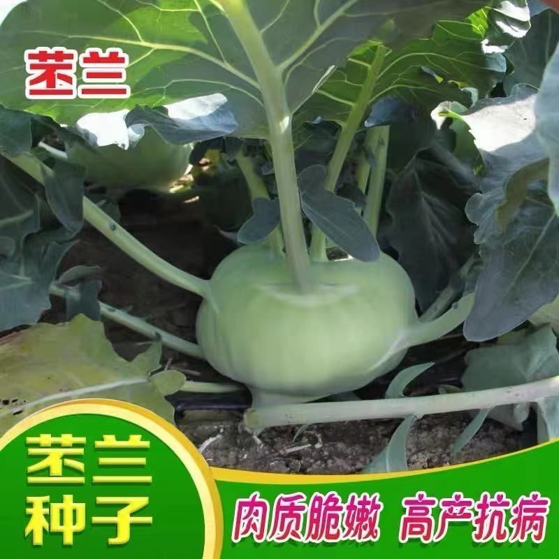 福莎苤蓝种子泷井交配苤蓝早熟耐抽苔脆甜苤兰种子糠心晚