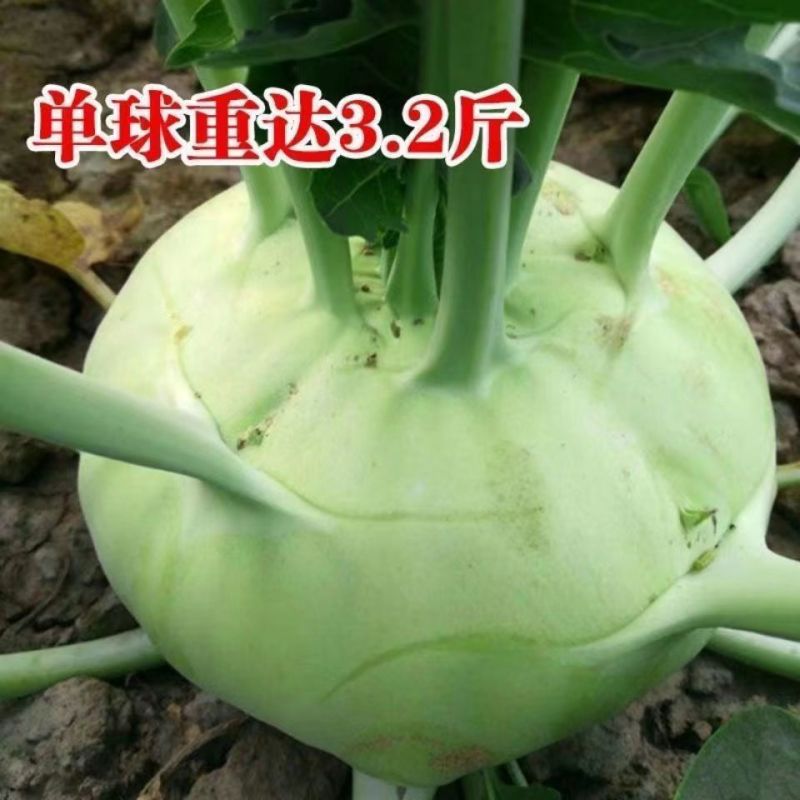 福莎苤蓝种子泷井交配苤蓝早熟耐抽苔脆甜苤兰种子糠心晚