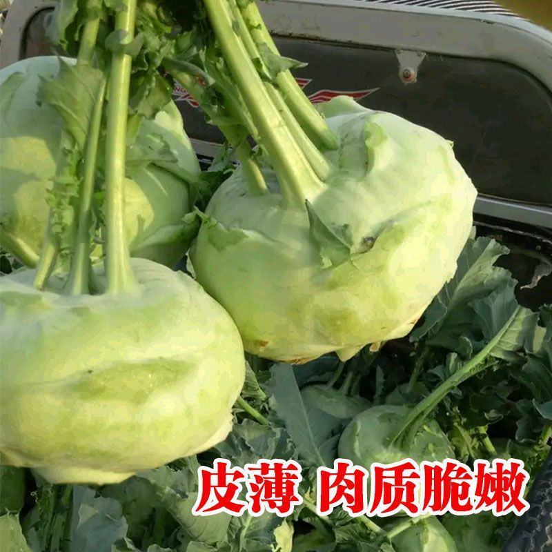福莎苤蓝种子泷井交配苤蓝早熟耐抽苔脆甜苤兰种子糠心晚