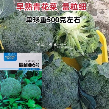 欧兰德撒利亚6号西兰花种子早熟低温不易发紫青花菜种子