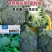 欧兰德撒利亚6号西兰花种子早熟低温不易发紫青花菜种子