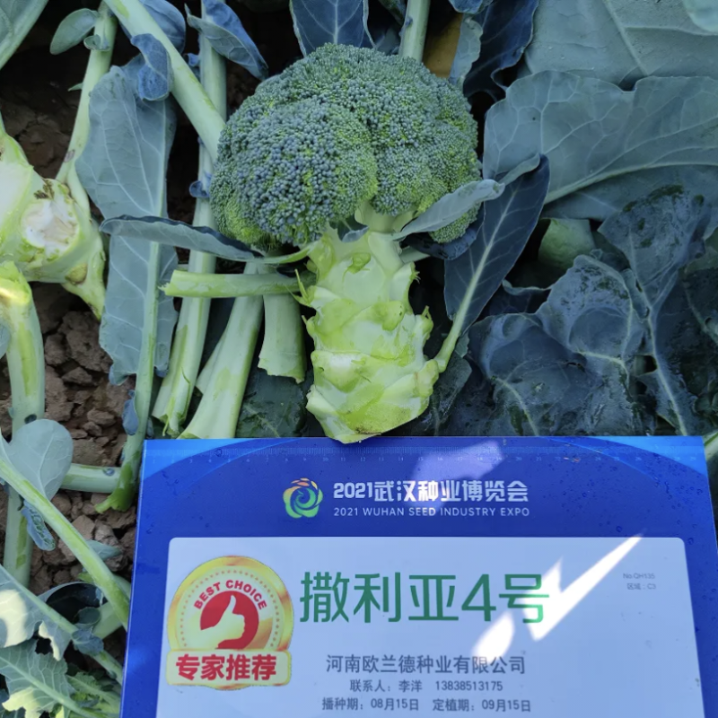 欧兰德撒利亚4号西蓝花种子耐青花菜种子颜色绿西兰花种子