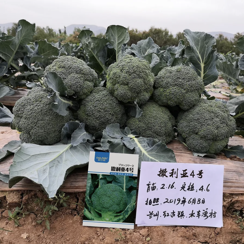 欧兰德撒利亚4号西蓝花种子耐青花菜种子颜色绿西兰花种子