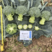 欧兰德撒利亚4号西蓝花种子耐青花菜种子颜色绿西兰花种子