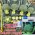 欧兰德撒利亚4号西蓝花种子耐青花菜种子颜色绿西兰花种子
