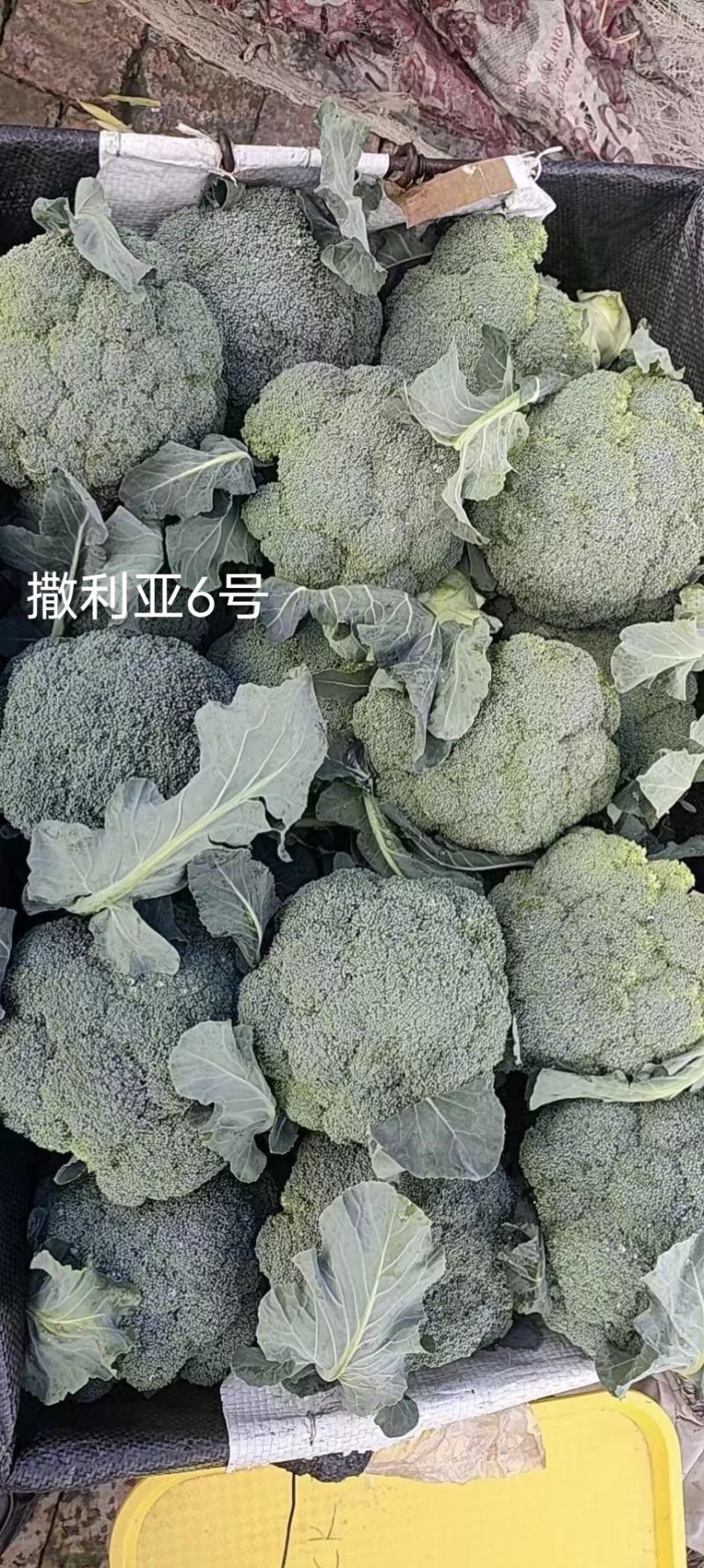 欧兰德撒利亚6号西兰花种子早熟低温不易发紫青花菜种子
