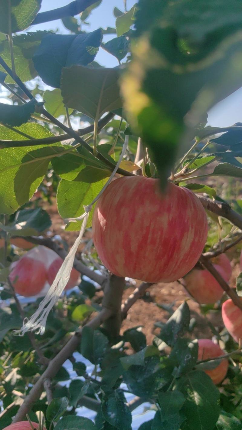 宝鸡密脆条红苹果通货精品大量出售