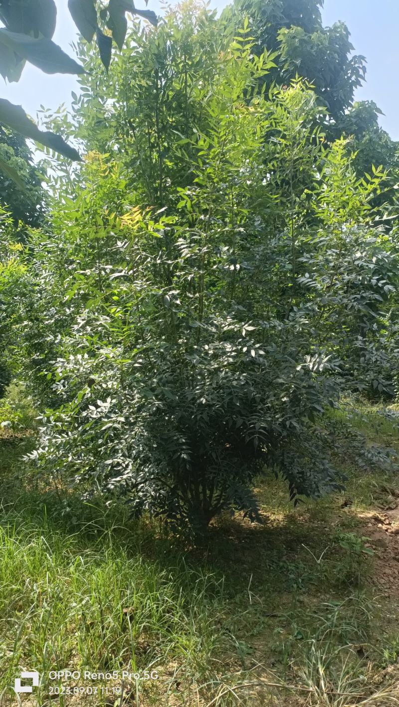丛生秋紫白腊，丛生金叶白腊