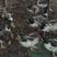 1400羽水池绿头鸭