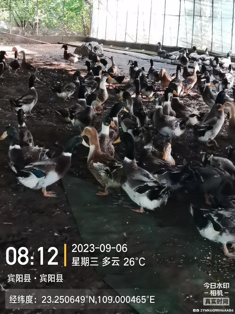 1400羽水池绿头鸭