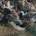 1400羽水池绿头鸭