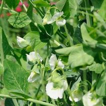 义天晟中豌8号豌豆种子春秋播种白花水果型长寿仁甜豌豆种籽
