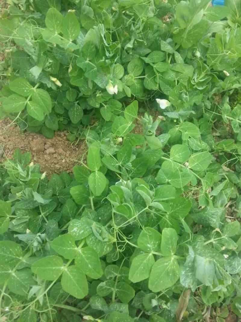 义天晟中豌8号豌豆种子春秋播种白花水果型长寿仁甜豌豆种籽