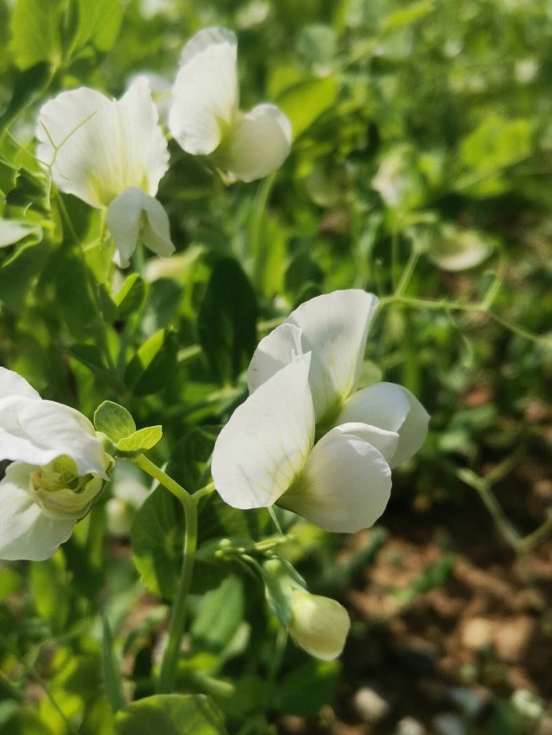 义天晟中豌8号豌豆种子春秋播种白花水果型长寿仁甜豌豆种籽