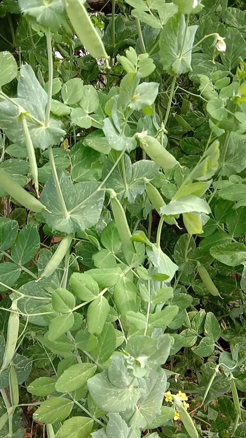 义天晟中豌8号豌豆种子春秋播种白花水果型长寿仁甜豌豆种籽