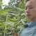 源产地野生五指毛桃小扎把、大扎把、天然、鲜货各种规格。