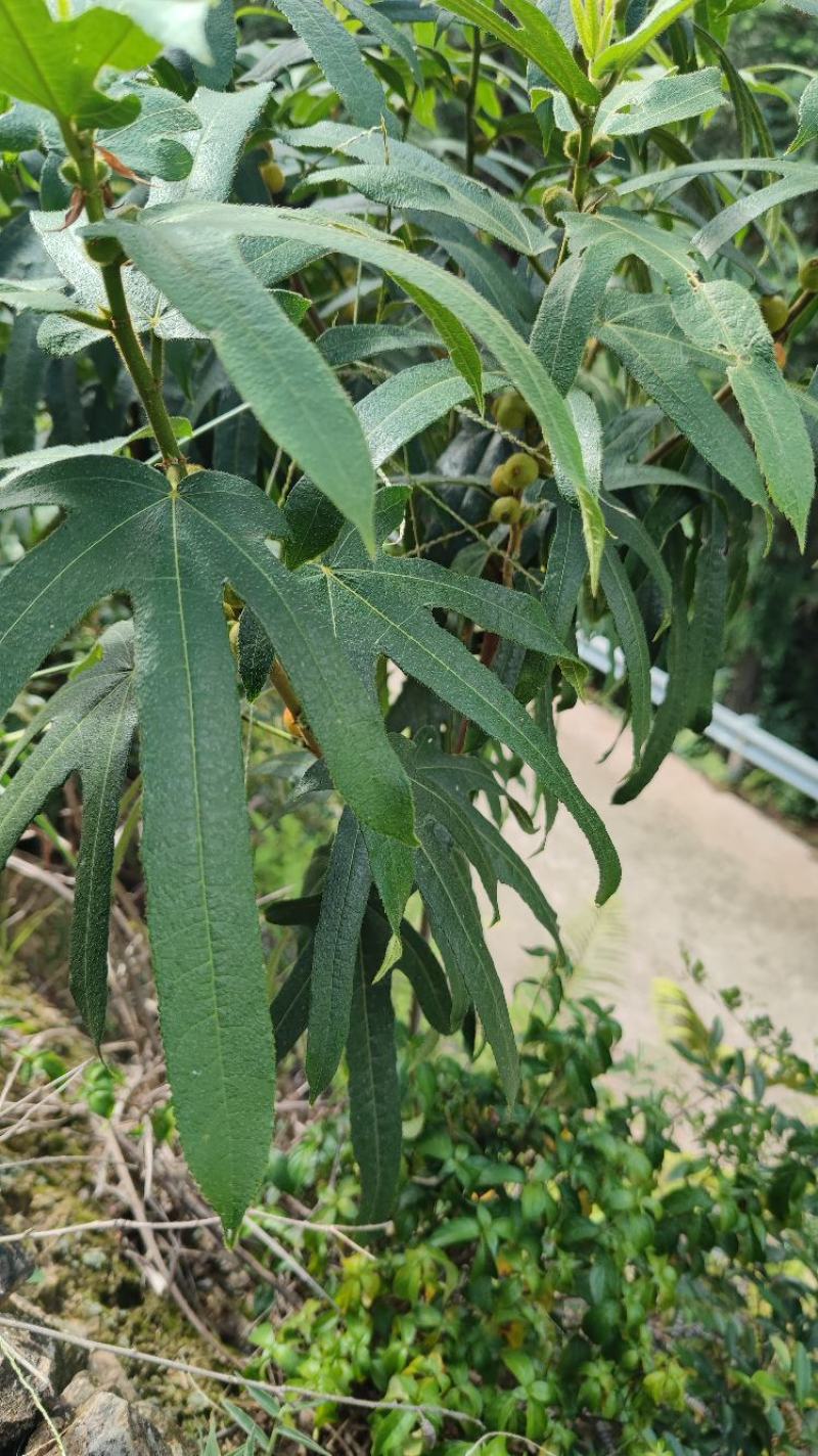 源产地野生五指毛桃小扎把、大扎把、天然、鲜货各种规格。