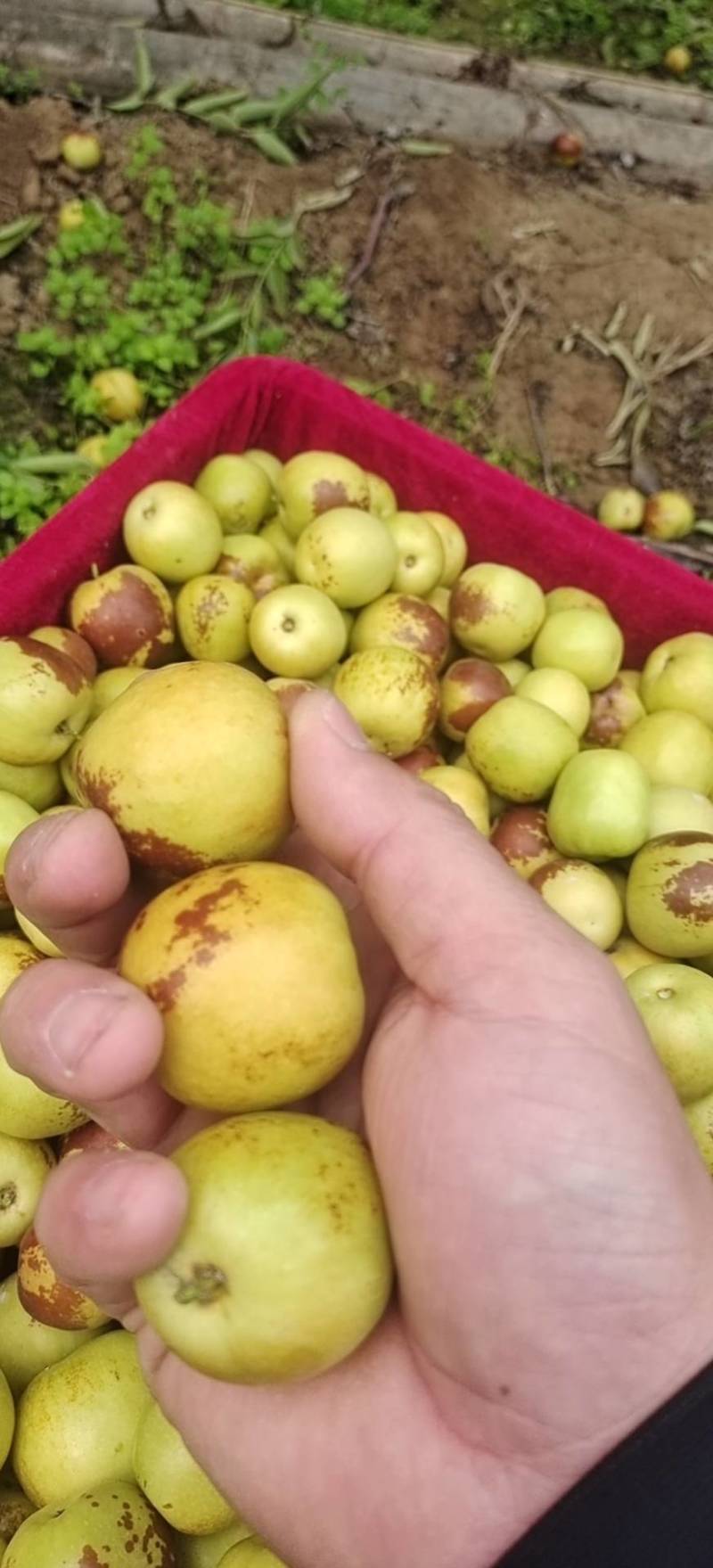 大荔冬枣