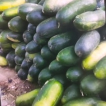 南阳优质黑皮地冬瓜一手货源大量上市诚信经营品质保证