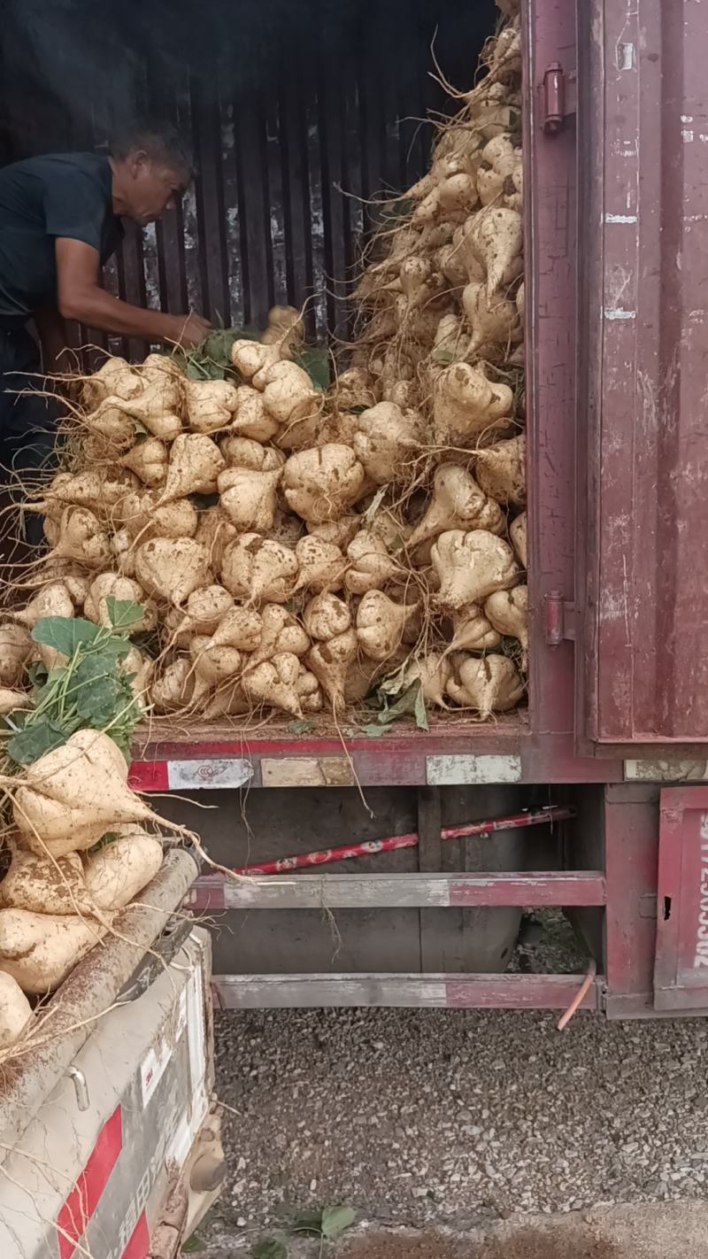 江西精品黄沙凉薯有需要的老板可以致电联系支持视频看货