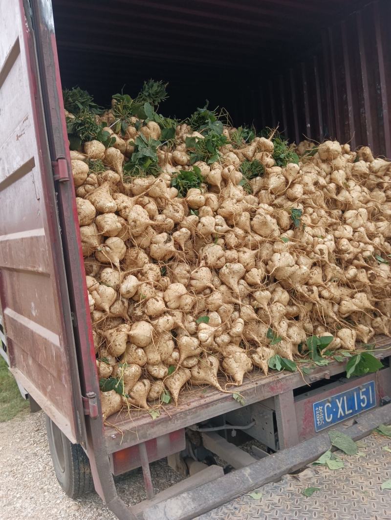 江西精品黄沙凉薯有需要的老板可以致电联系支持视频看货