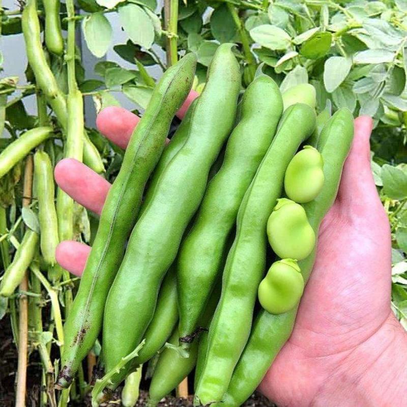 七粒香蚕豆种子秋冬耐寒大田胡豆蔬菜种籽农家庭院丰产罗汉豆