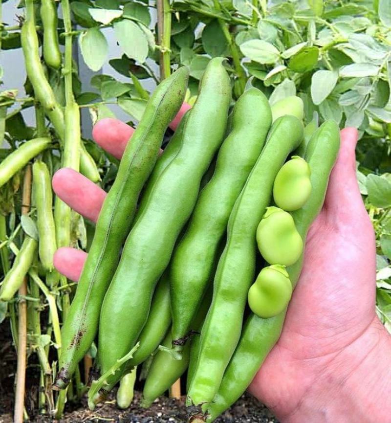 七粒香蚕豆种子秋冬耐寒大田胡豆蔬菜种籽农家庭院丰产罗汉豆