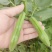 七粒香蚕豆种子秋冬耐寒大田胡豆蔬菜种籽农家庭院丰产罗汉豆