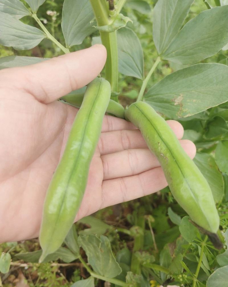 七粒香蚕豆种子秋冬耐寒大田胡豆蔬菜种籽农家庭院丰产罗汉豆
