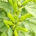 七粒香蚕豆种子秋冬耐寒大田胡豆蔬菜种籽农家庭院丰产罗汉豆