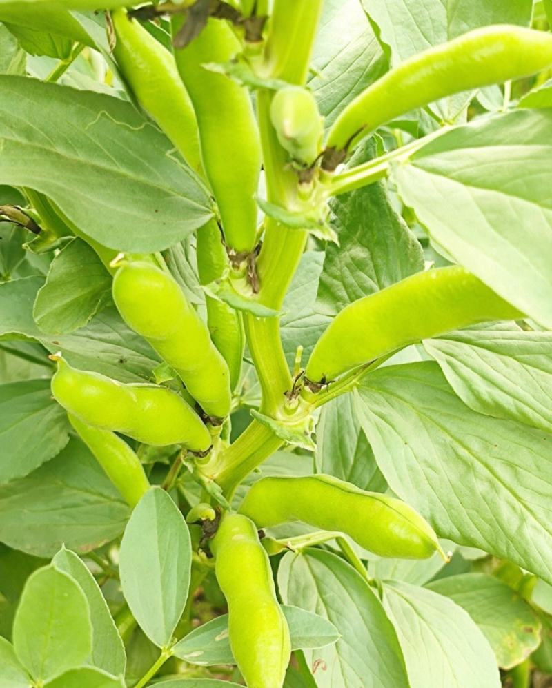 七粒香蚕豆种子秋冬耐寒大田胡豆蔬菜种籽农家庭院丰产罗汉豆