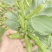 七粒香蚕豆种子秋冬耐寒大田胡豆蔬菜种籽农家庭院丰产罗汉豆