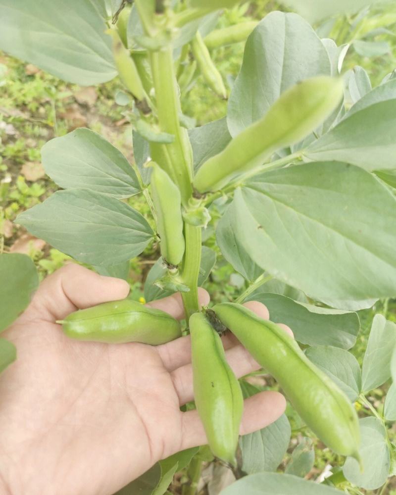 七粒香蚕豆种子秋冬耐寒大田胡豆蔬菜种籽农家庭院丰产罗汉豆