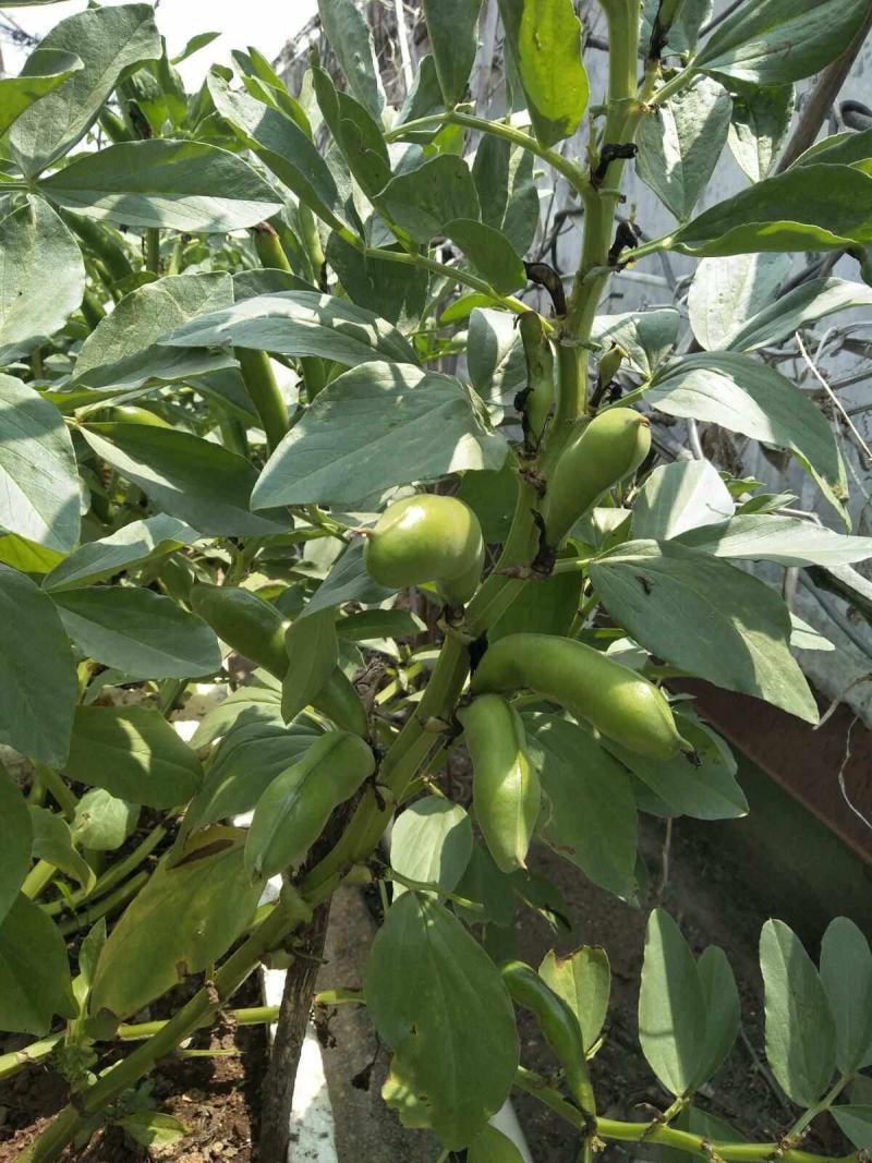 七粒香蚕豆种子秋冬耐寒大田胡豆蔬菜种籽农家庭院丰产罗汉豆