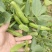 七粒香蚕豆种子秋冬耐寒大田胡豆蔬菜种籽农家庭院丰产罗汉豆