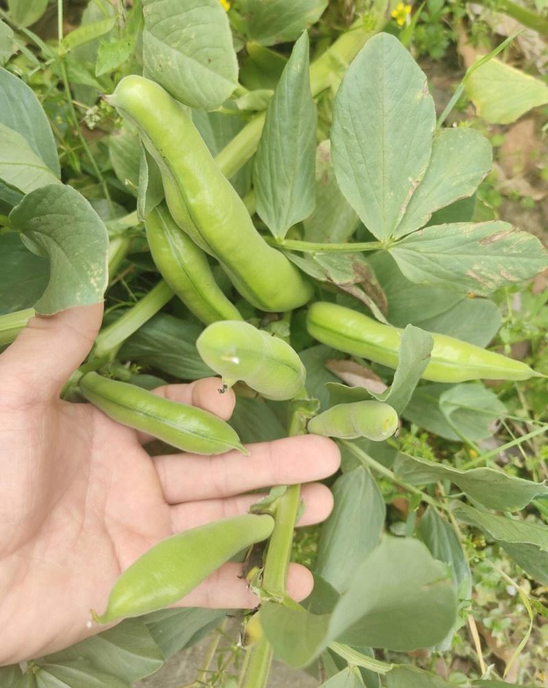 七粒香蚕豆种子秋冬耐寒大田胡豆蔬菜种籽农家庭院丰产罗汉豆