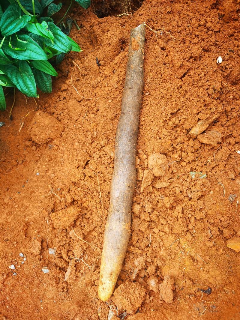 《店长推荐》广西淮山山药麻山药淮山粉糯香欢迎来订购