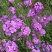 蓝香芥种子四季开花易种活的室内阳台绿植盆栽庭院花卉种子