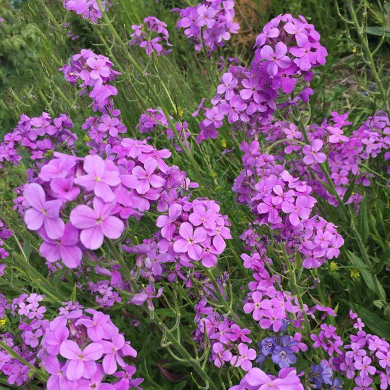 蓝香芥种子四季开花易种活的室内阳台绿植盆栽庭院花卉种子