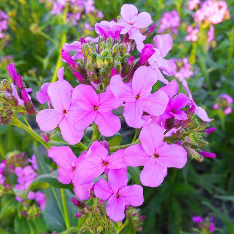 蓝香芥种子四季开花易种活的室内阳台绿植盆栽庭院花卉种子