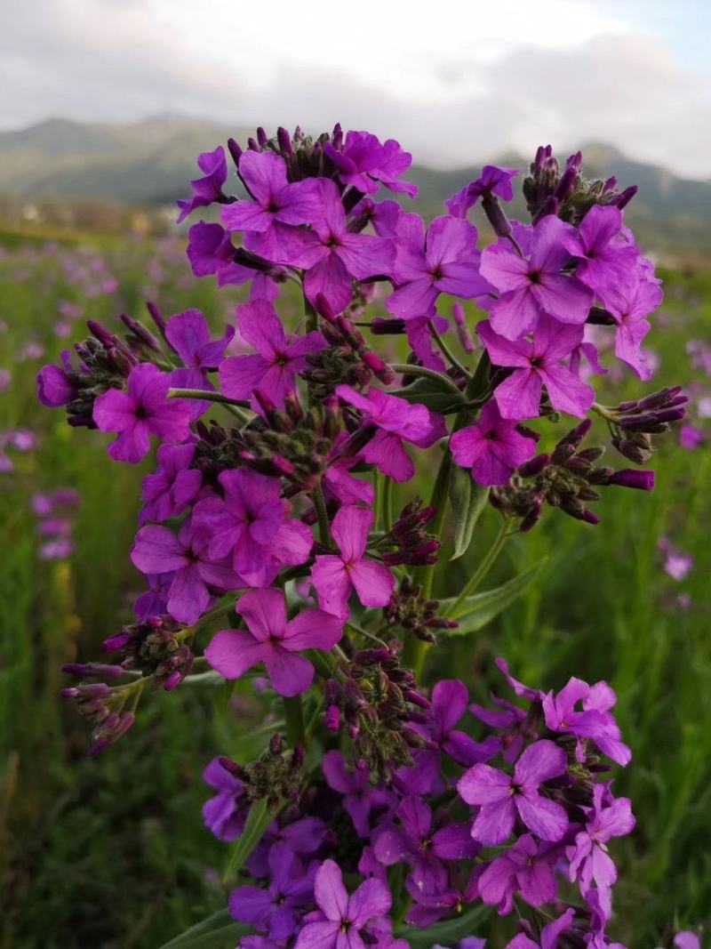 蓝香芥种子四季开花易种活的室内阳台绿植盆栽庭院花卉种子