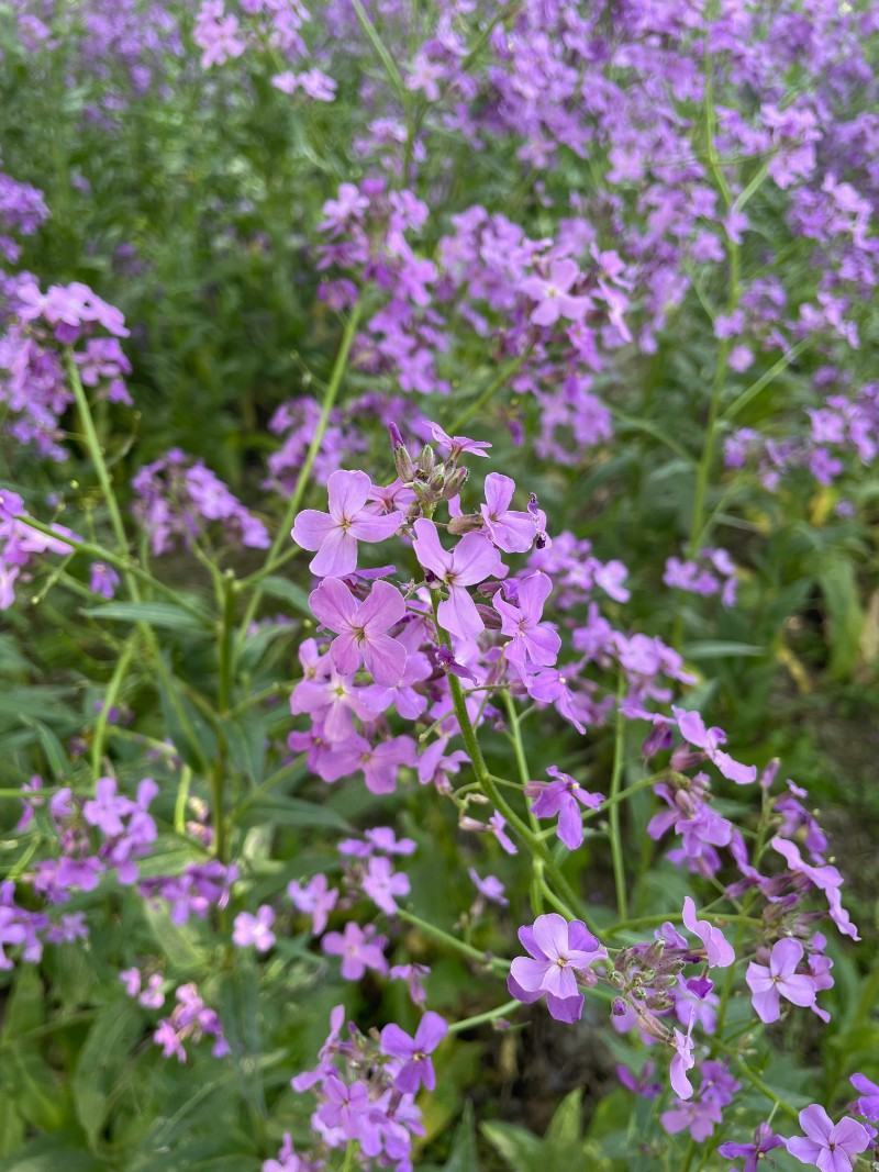 蓝香芥种子四季开花易种活的室内阳台绿植盆栽庭院花卉种子