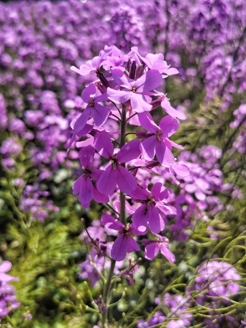 蓝香芥种子四季开花易种活的室内阳台绿植盆栽庭院花卉种子