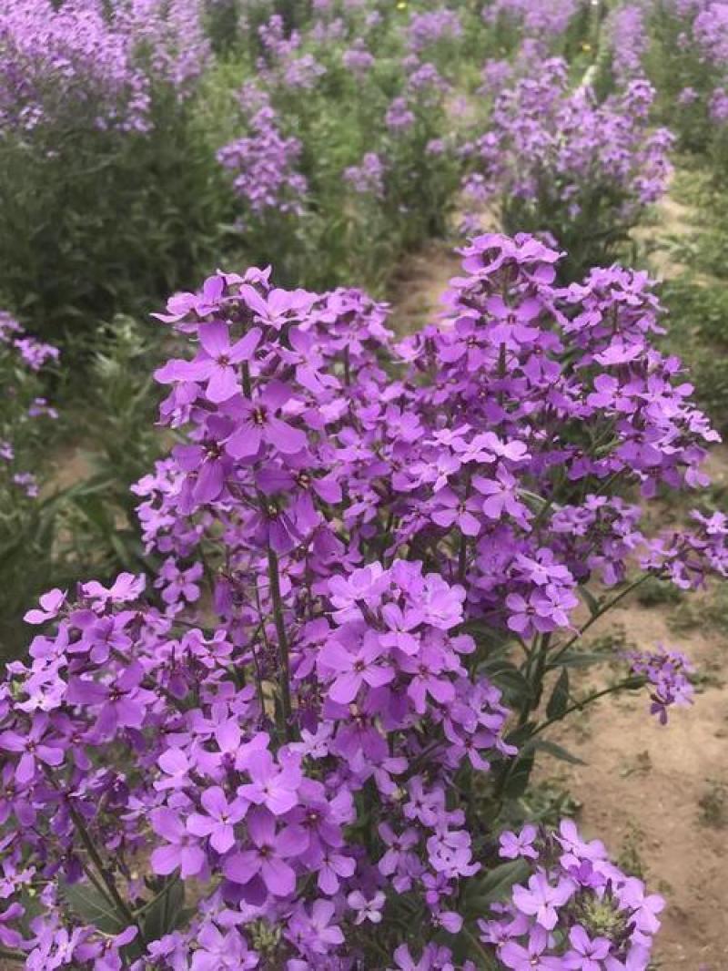 蓝香芥种子四季开花易种活的室内阳台绿植盆栽庭院花卉种子