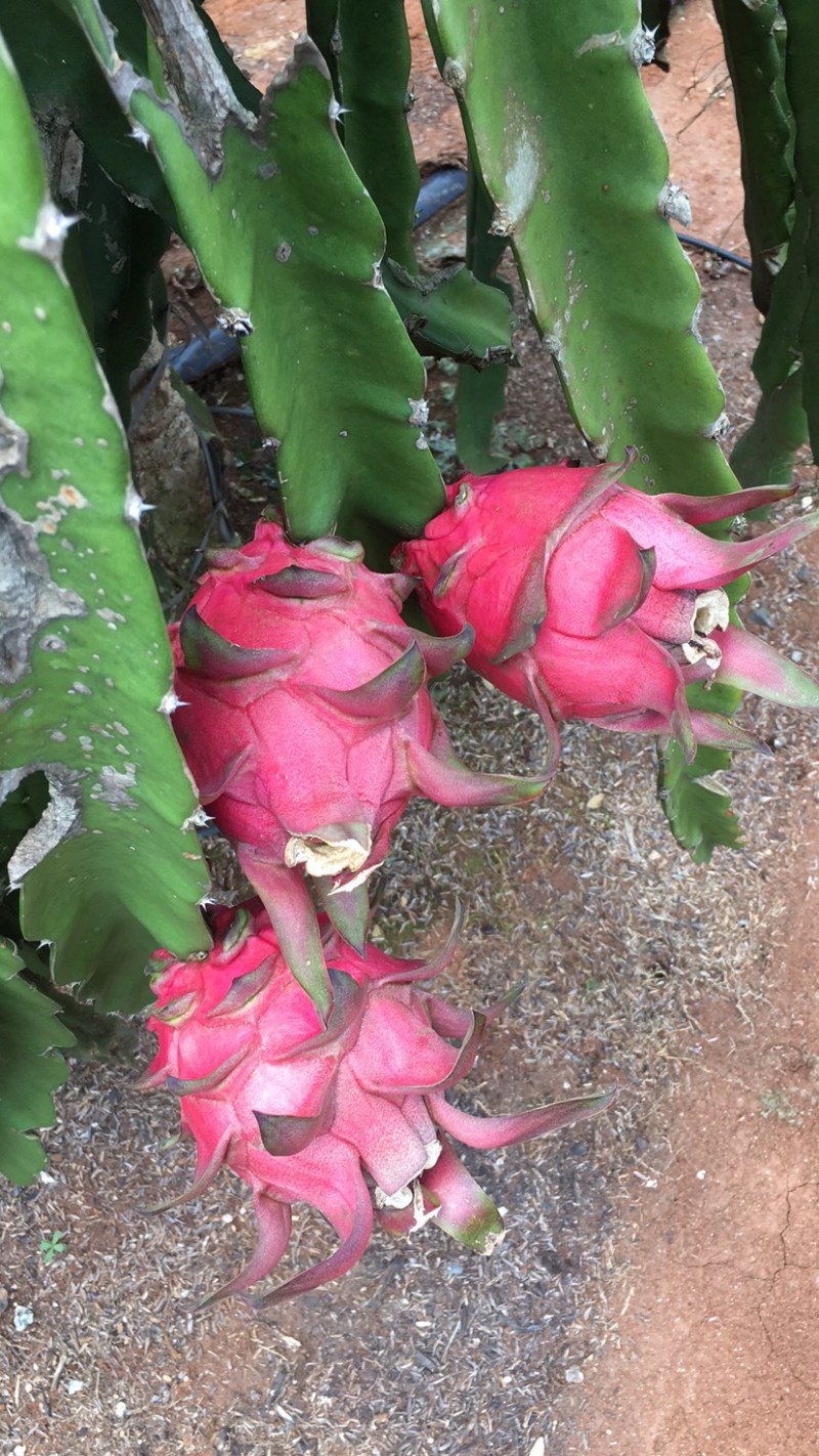 湛江红心火龙果
